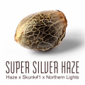 Super Silver Haze