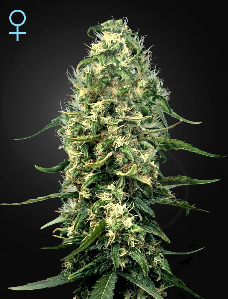 Super Silver Haze CBD