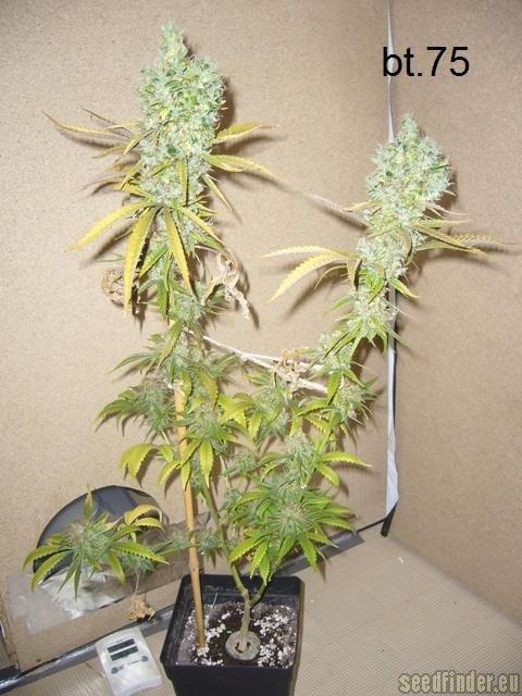 Super Skunk