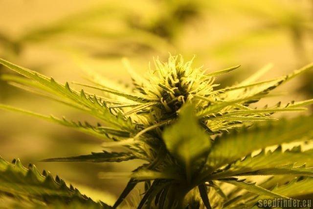 Super Skunk