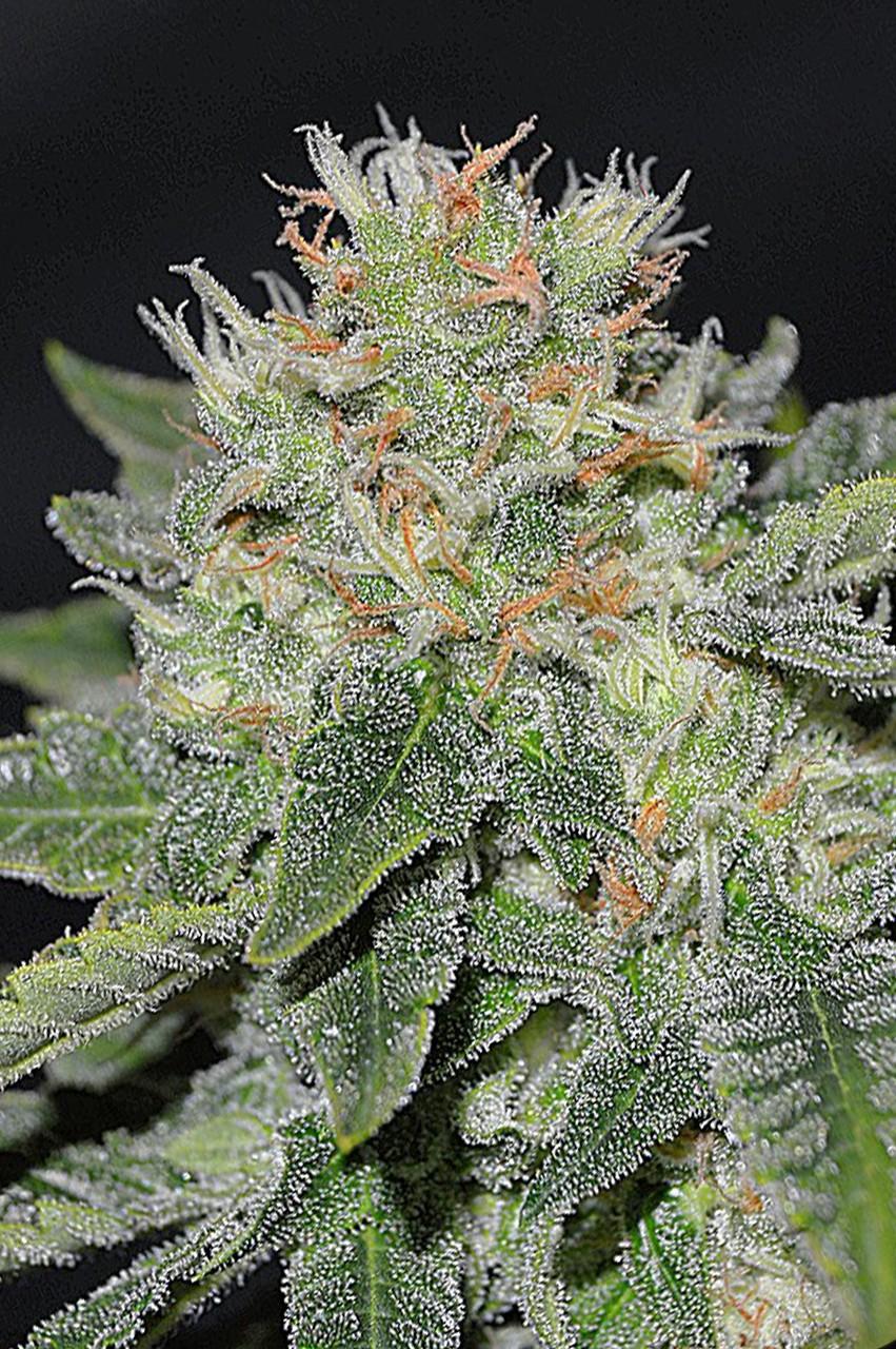 Super Skunk Kush