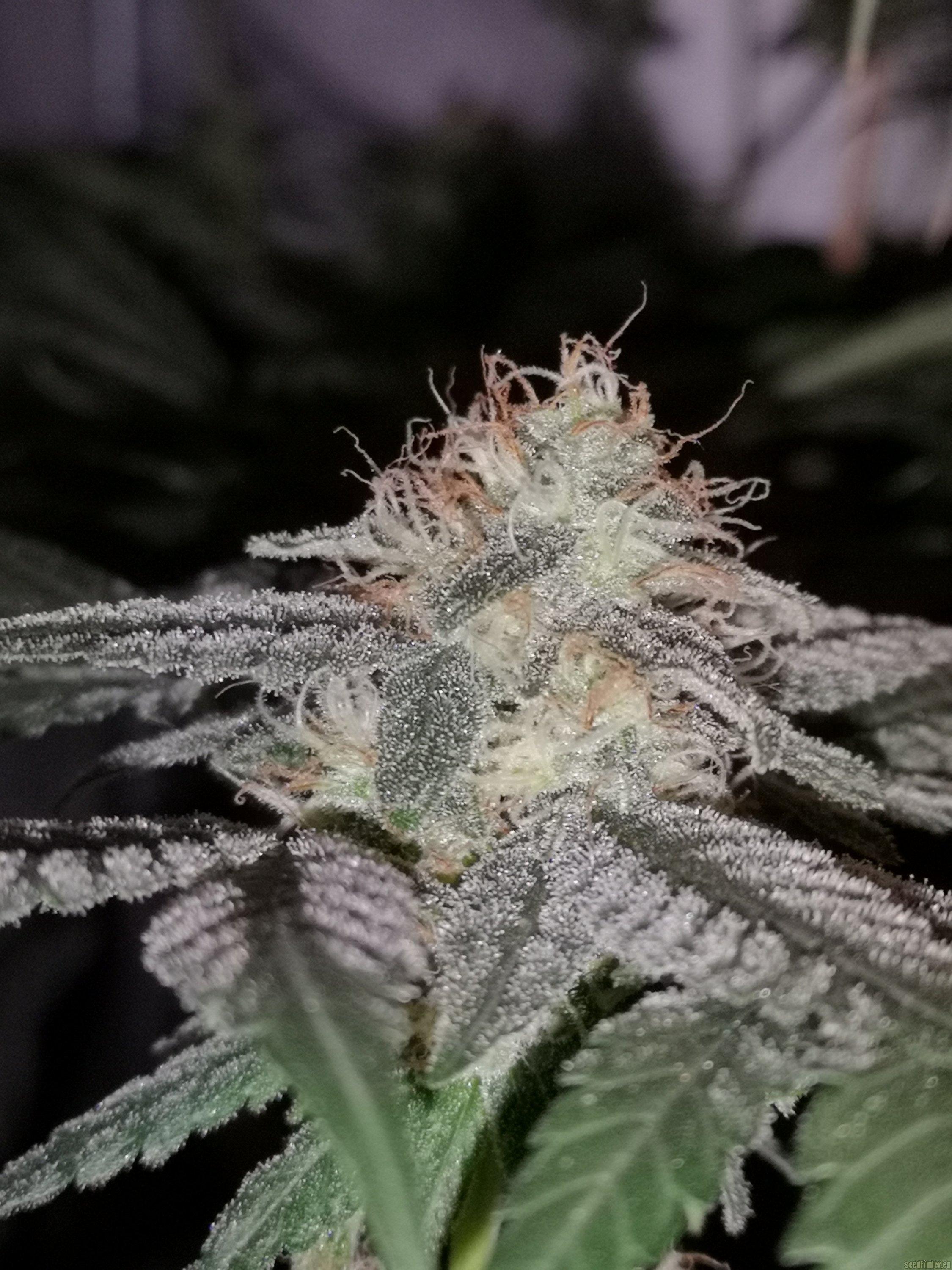 Sweet Valley Kush