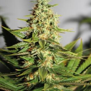 Acapulco Gold