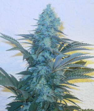 Afghan Kush