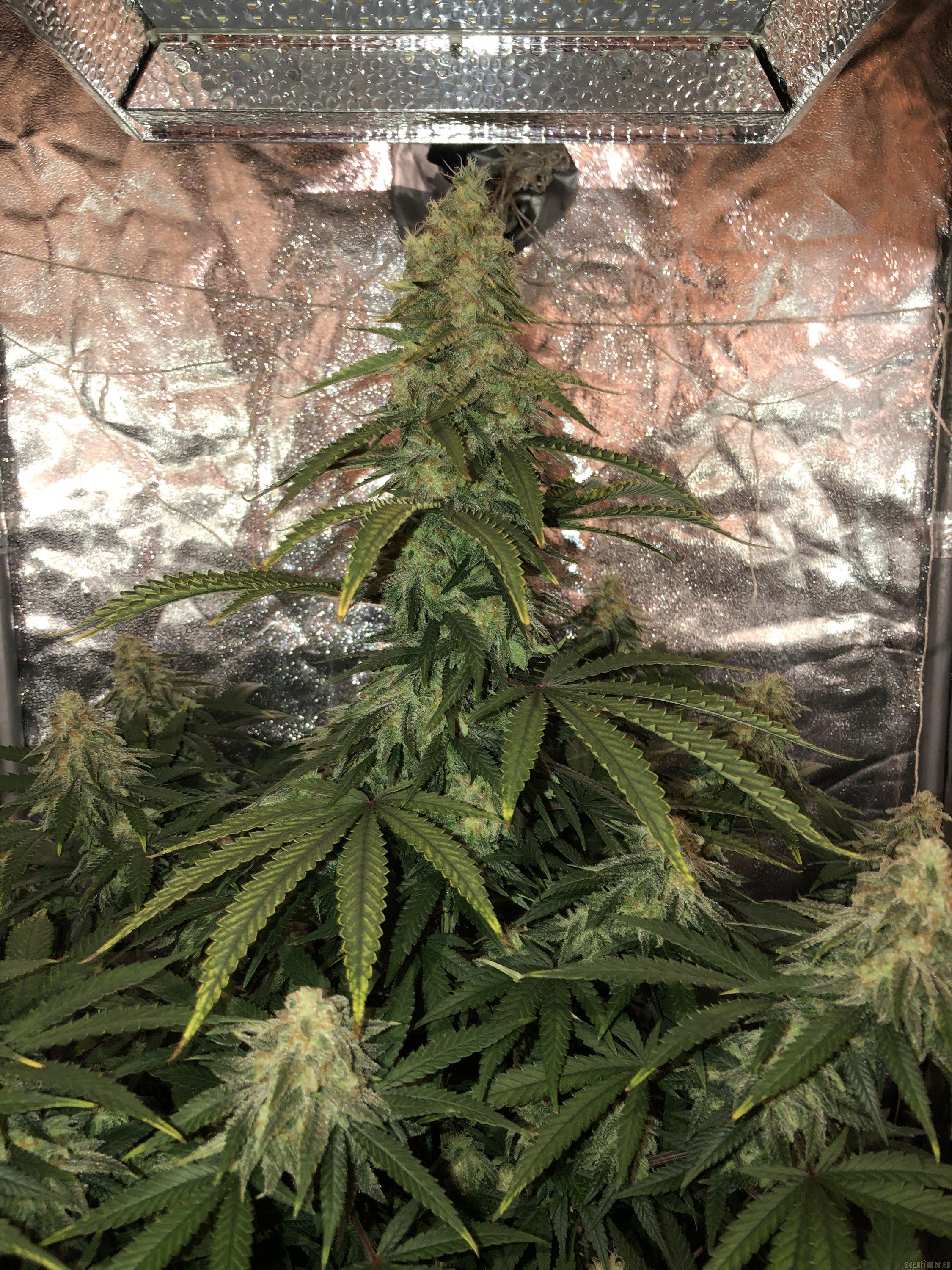 Afghan Skunk