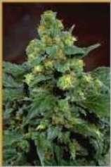 Afghani #1