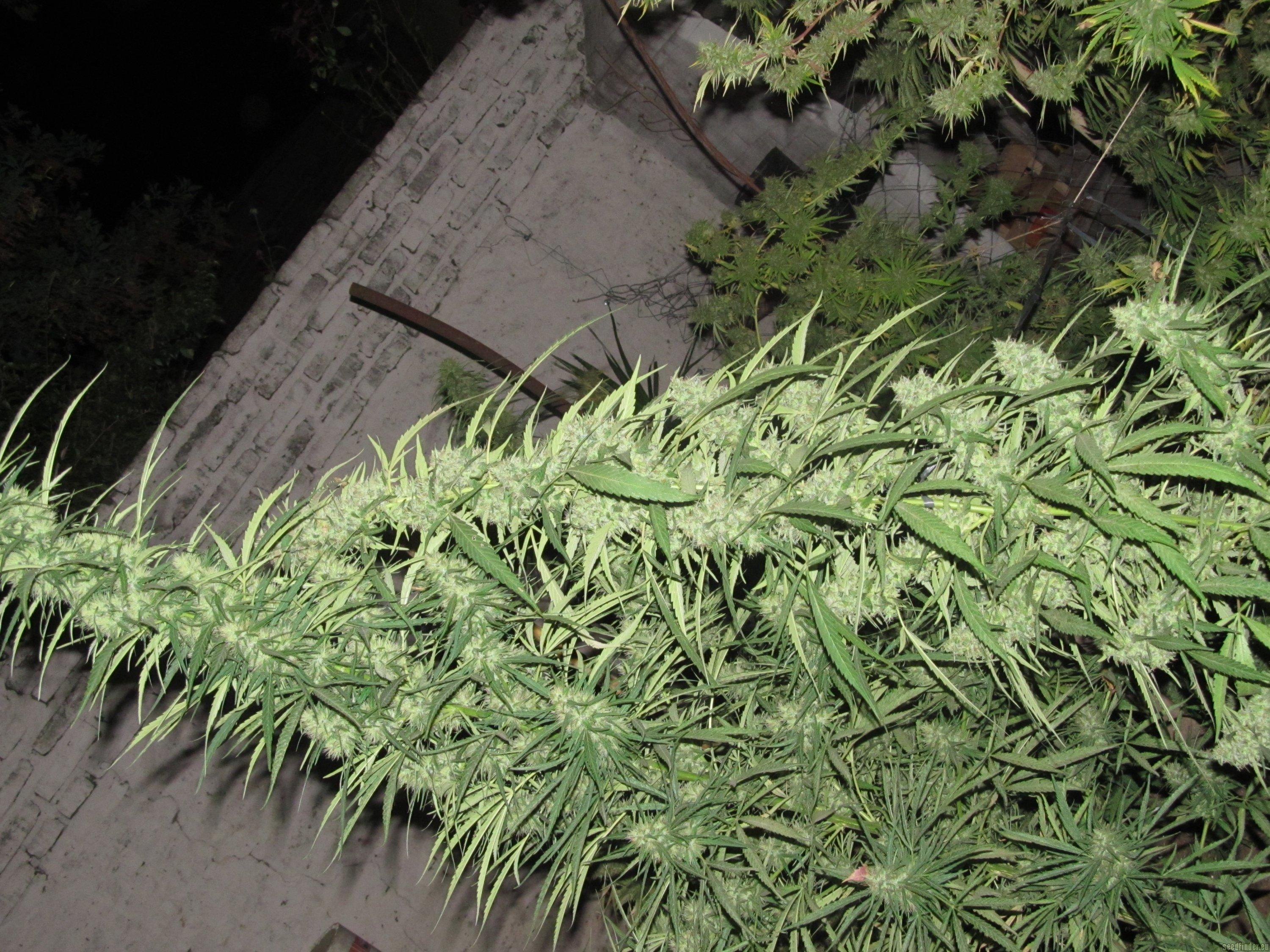 Afghani Gold