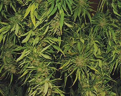 Afghani Kush