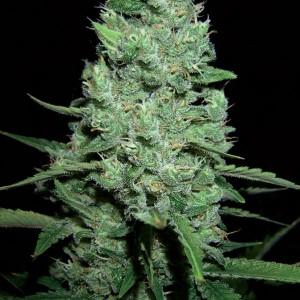 AK 47
