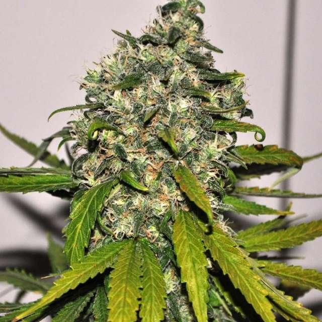 AK 48 Automatic