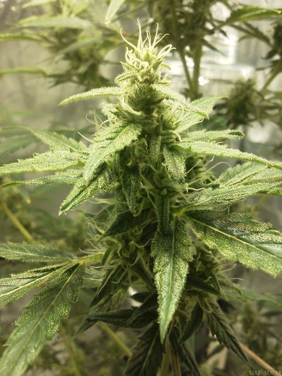 AK 49 Auto