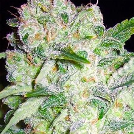 AK 49
