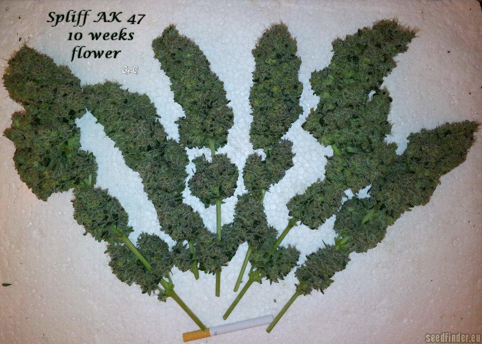 AK