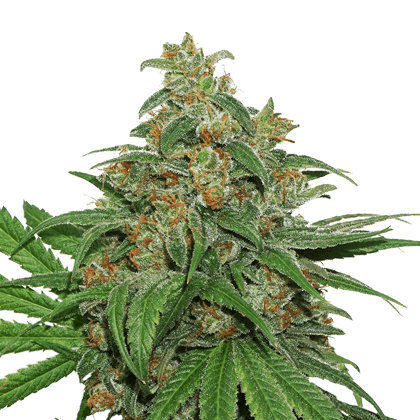 AK420 Auto