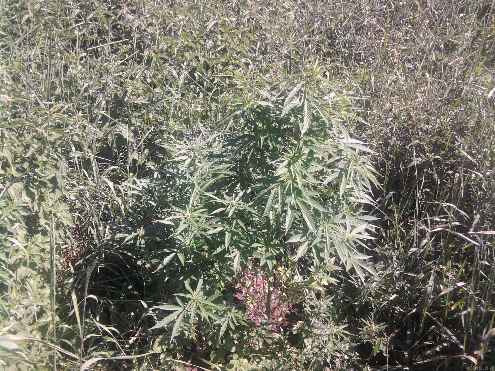 AK48 Automatic