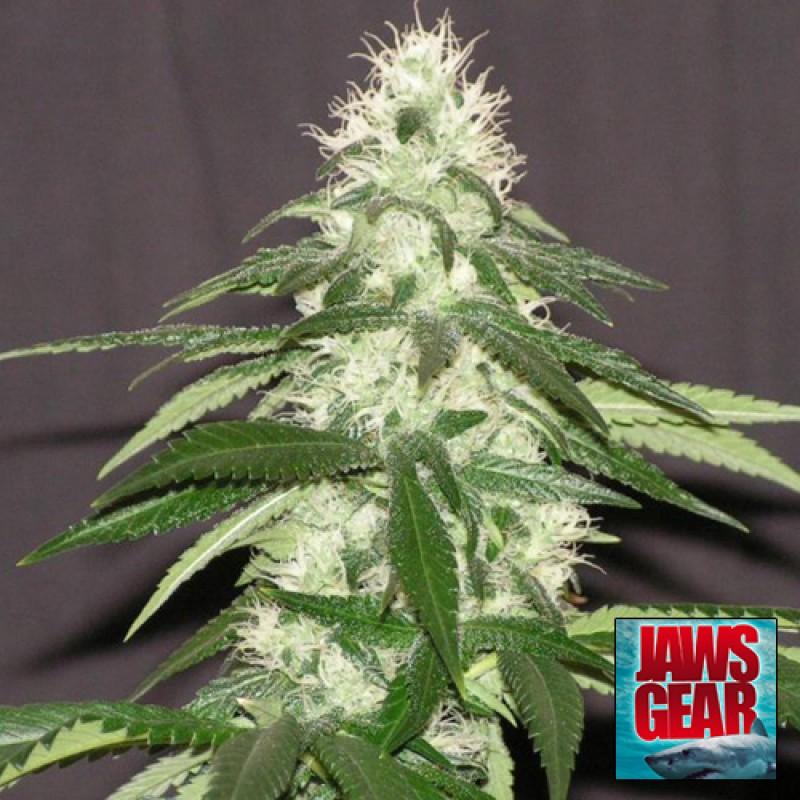 Alien Cookies
