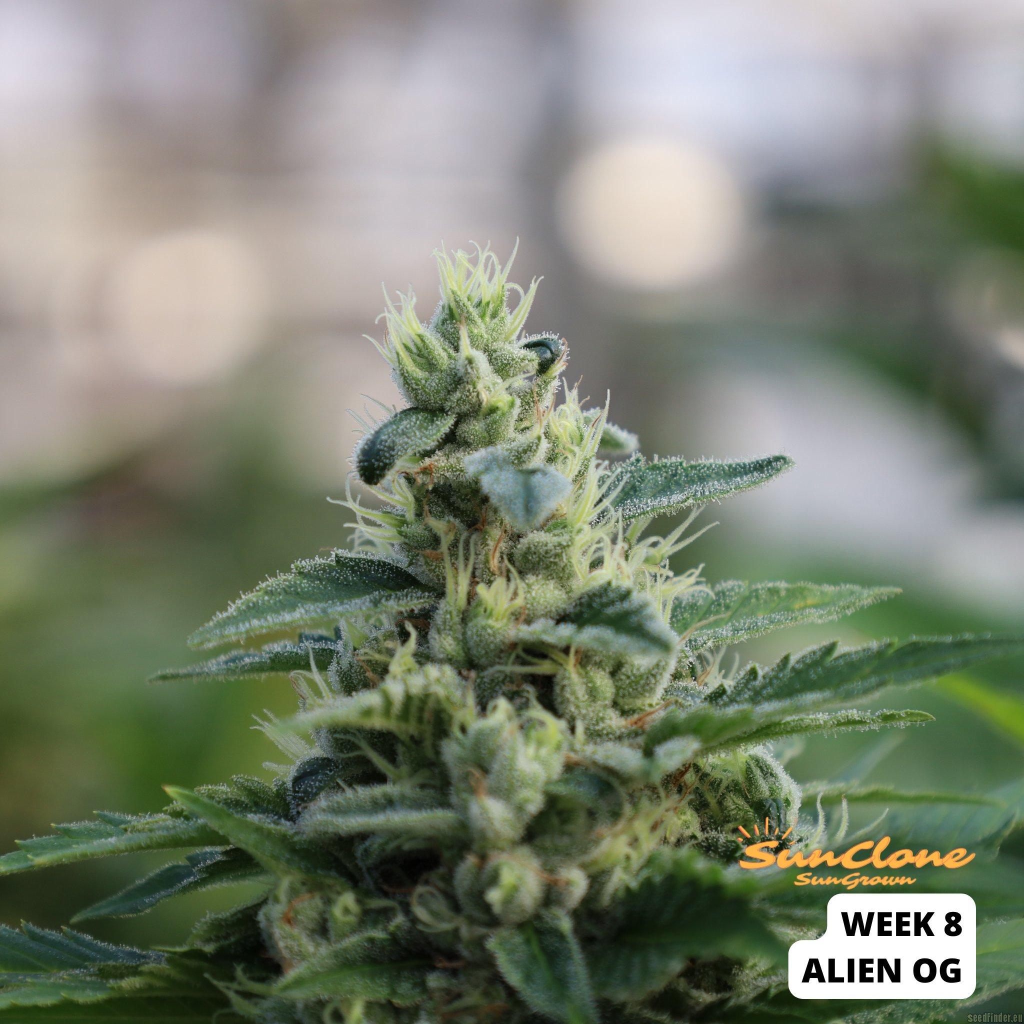 Alien OG