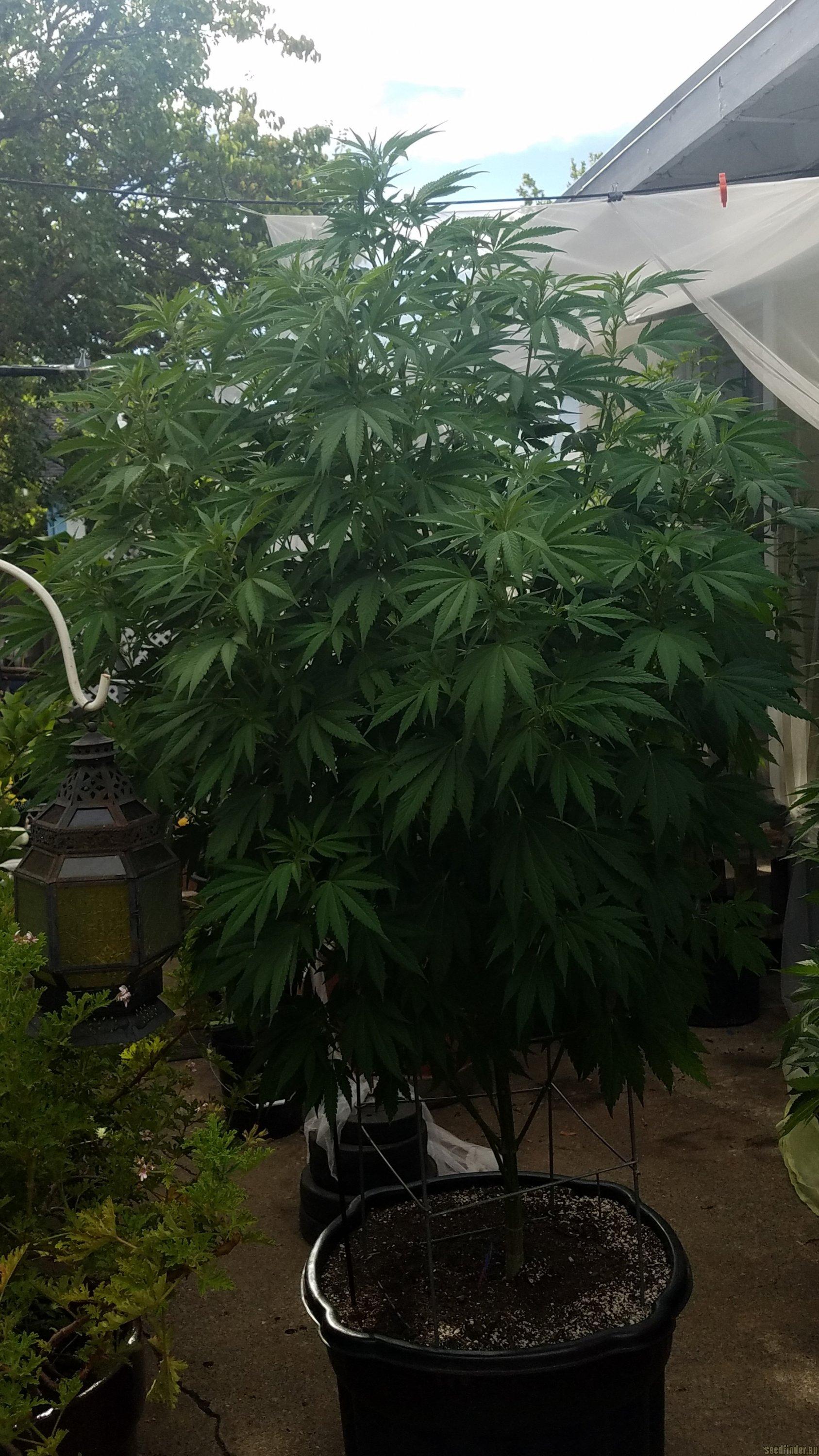 All Gas OG