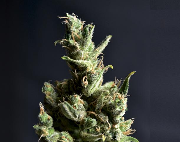 Amnesia