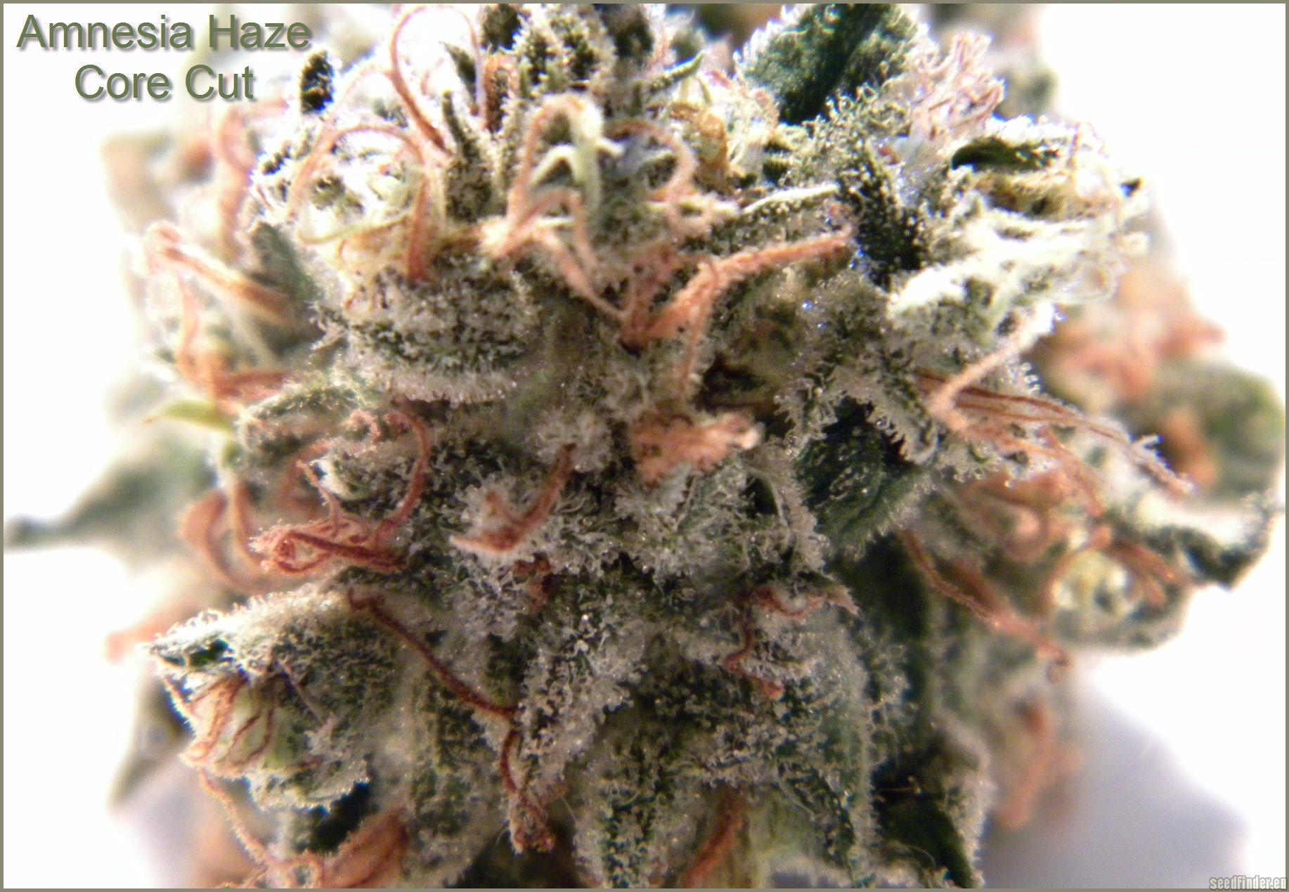 Amnesia