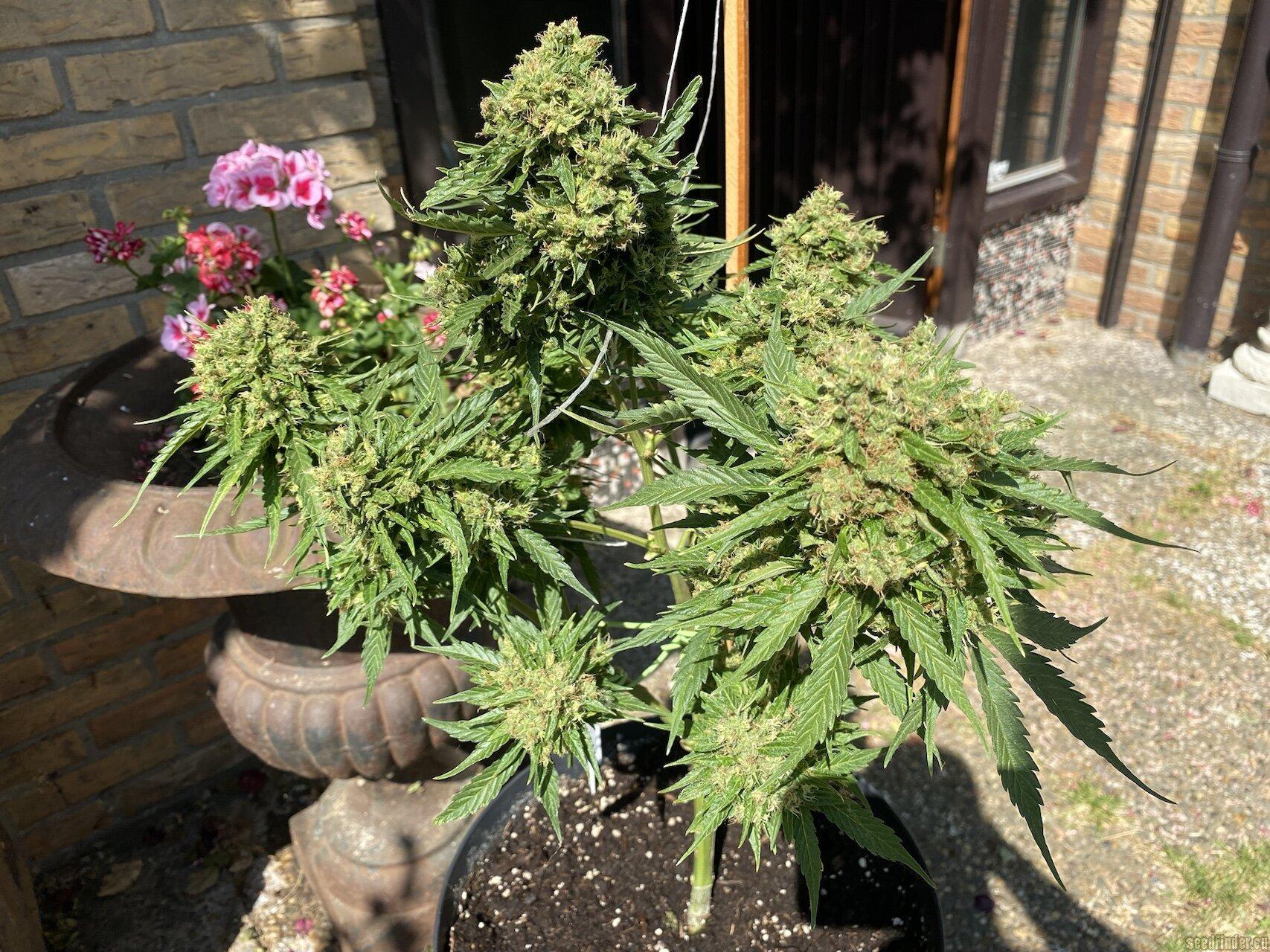 Amnesia Auto