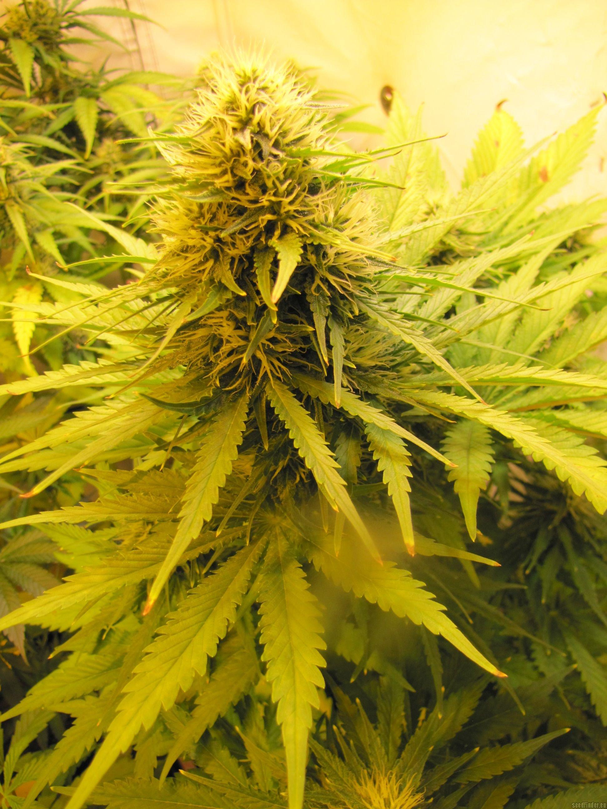 Amnesia Gold