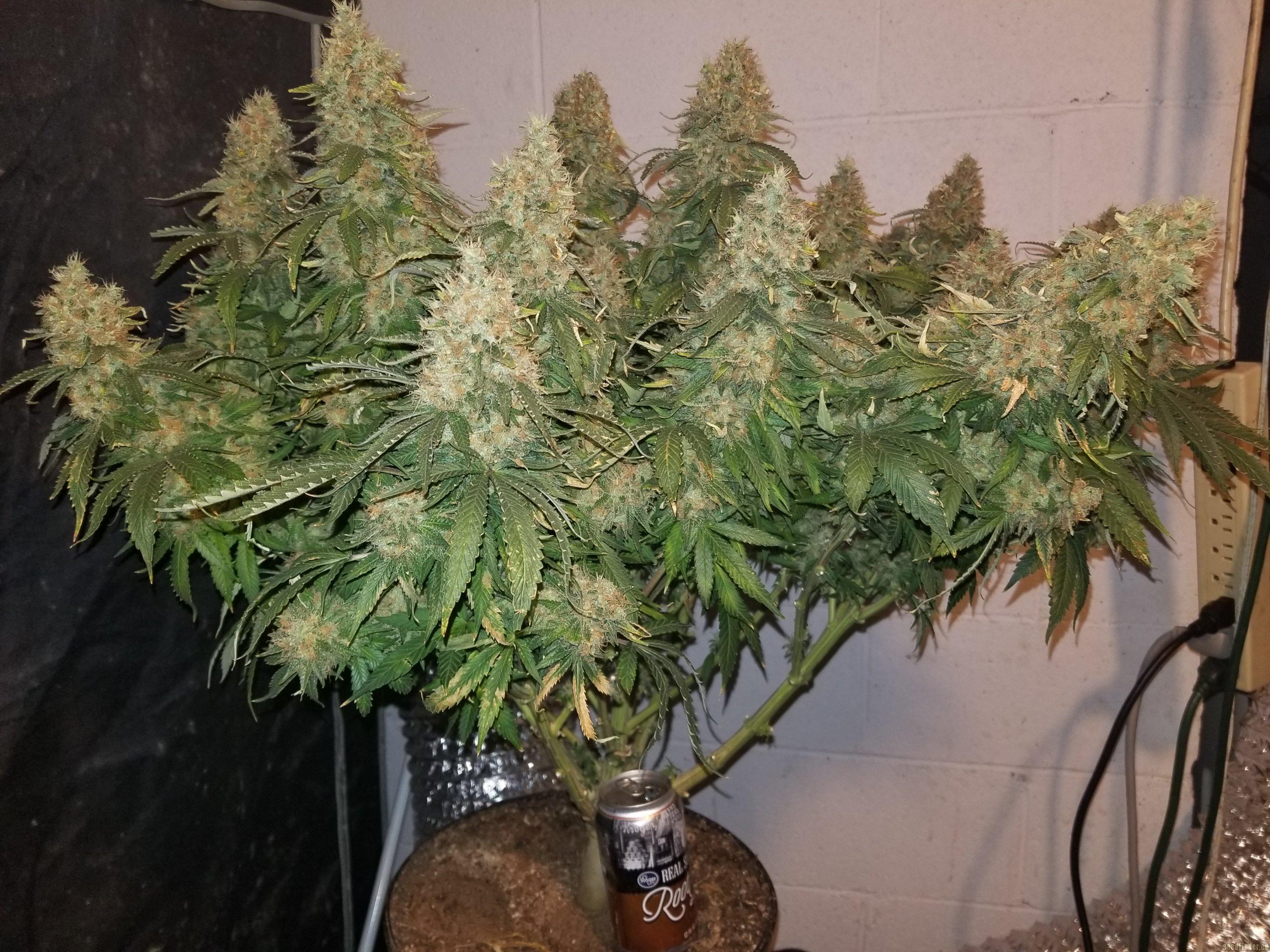 Amnesia Haze