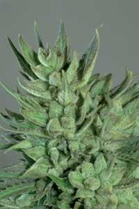 Amnesia Haze