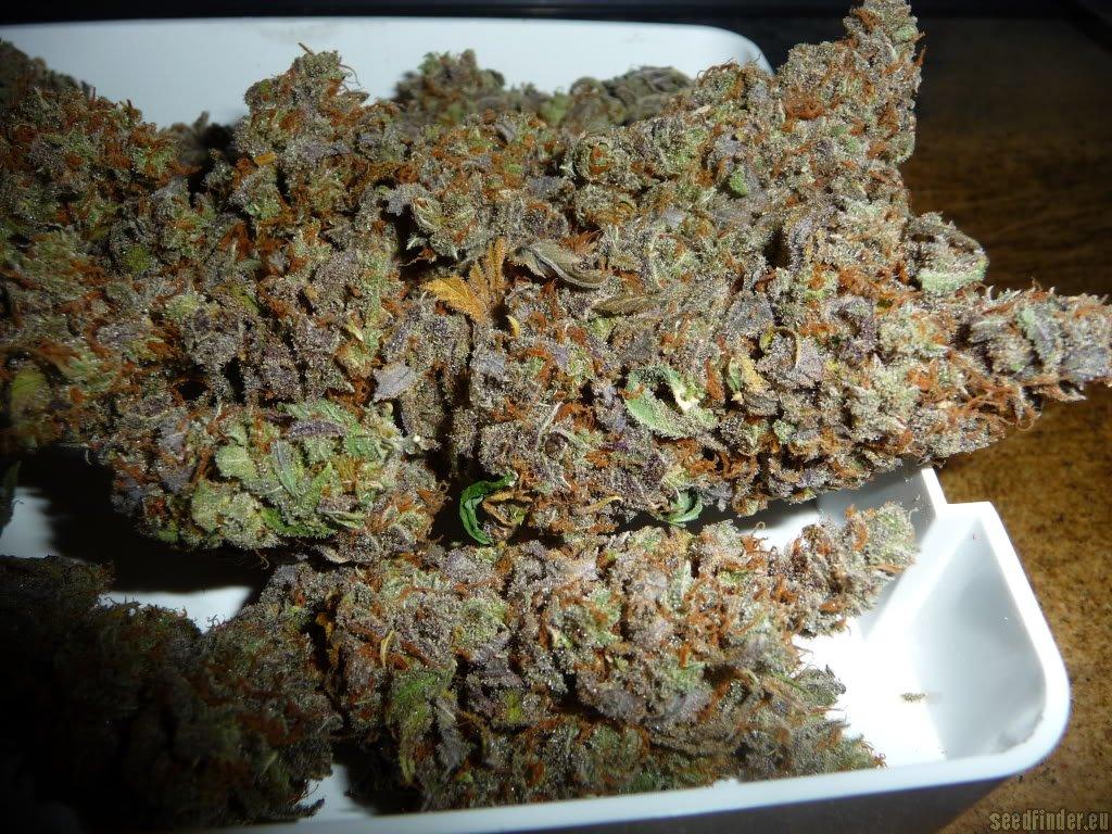 Amnesia Lemon