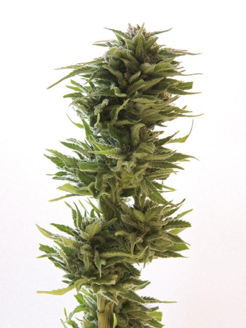 Amnesia Lemon