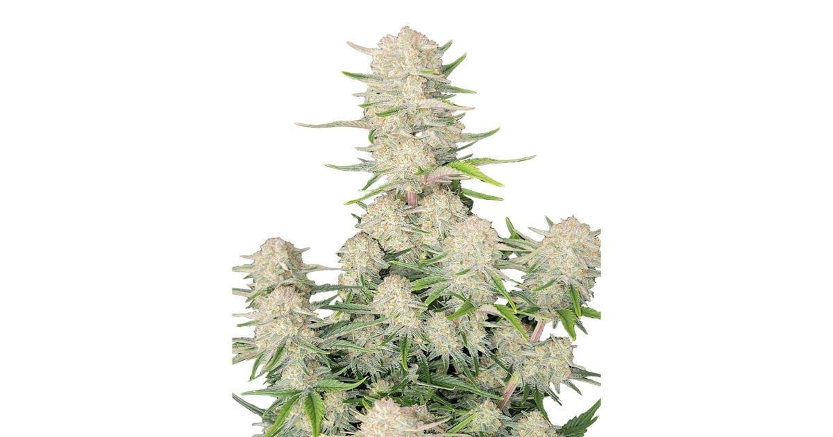 Apricot Auto