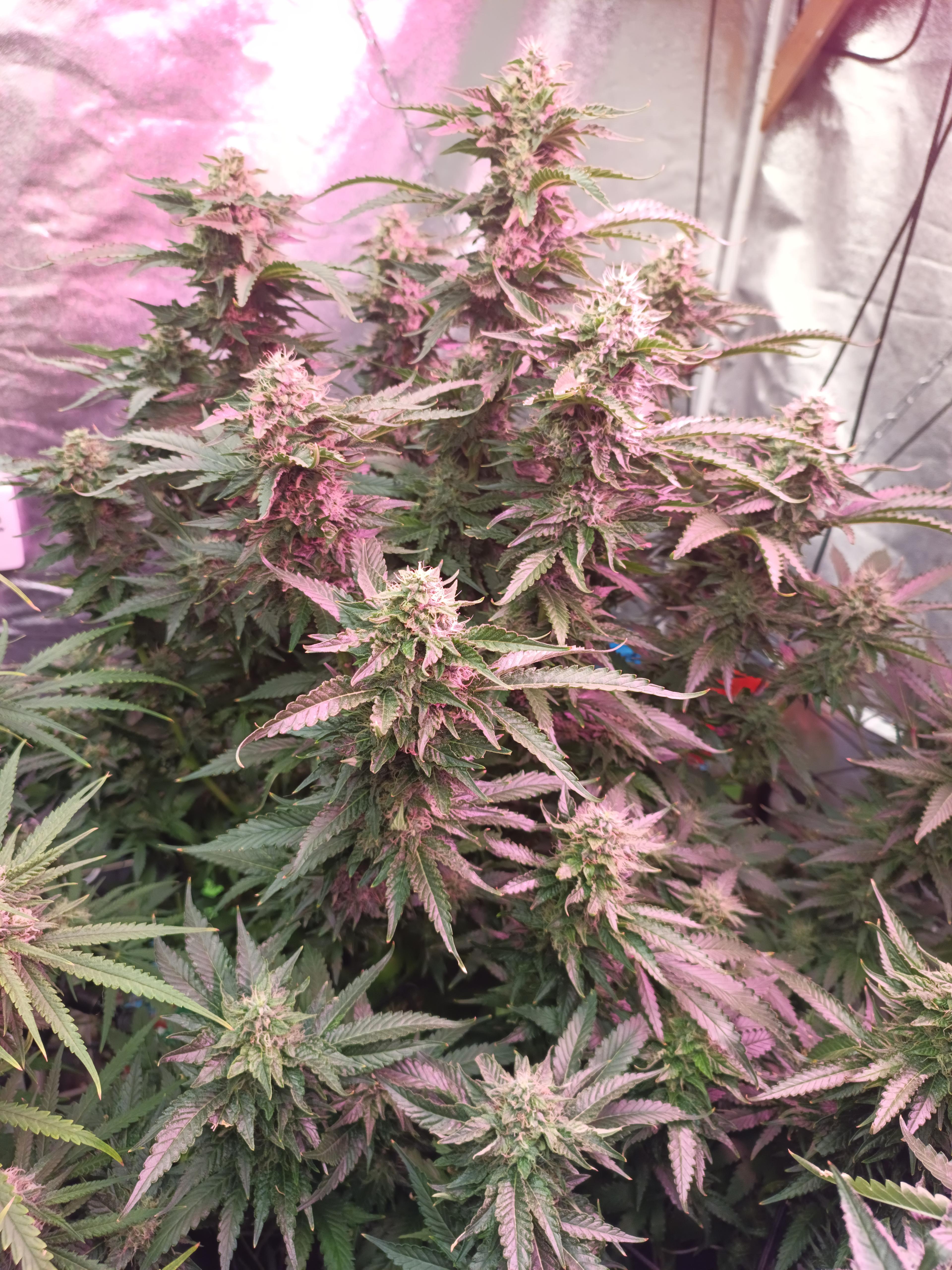 Apricot Oreoz
