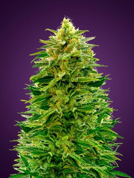 Auto Amnesia