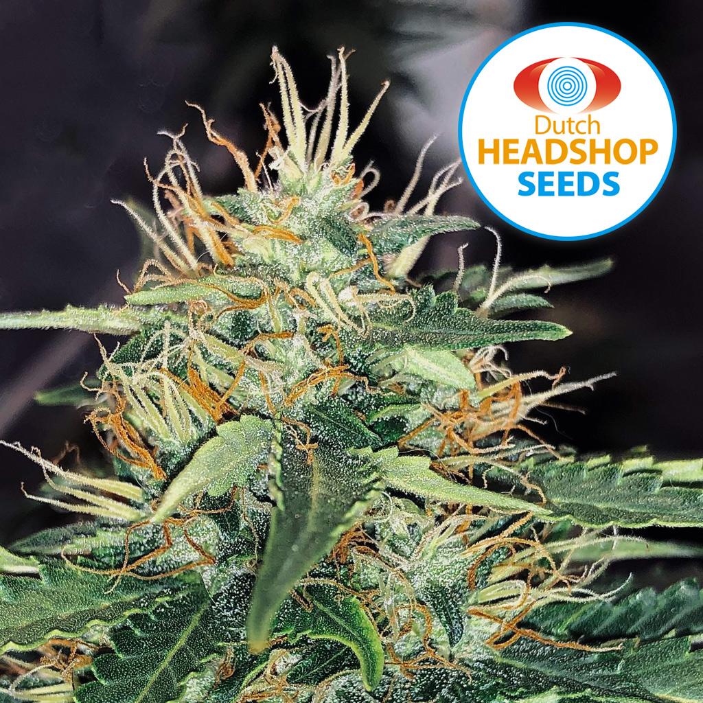 Auto Blue Dream