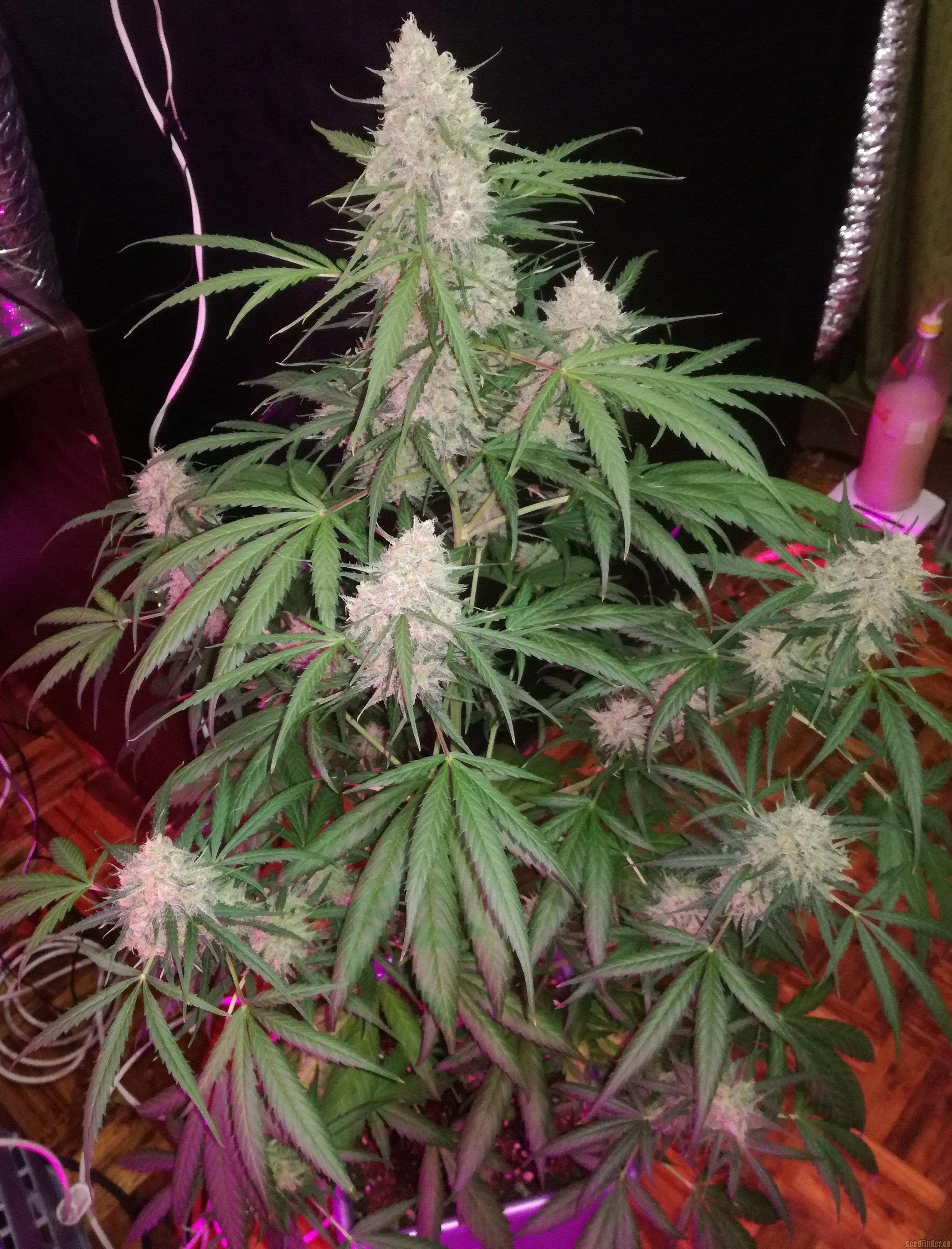 Auto Blueberry