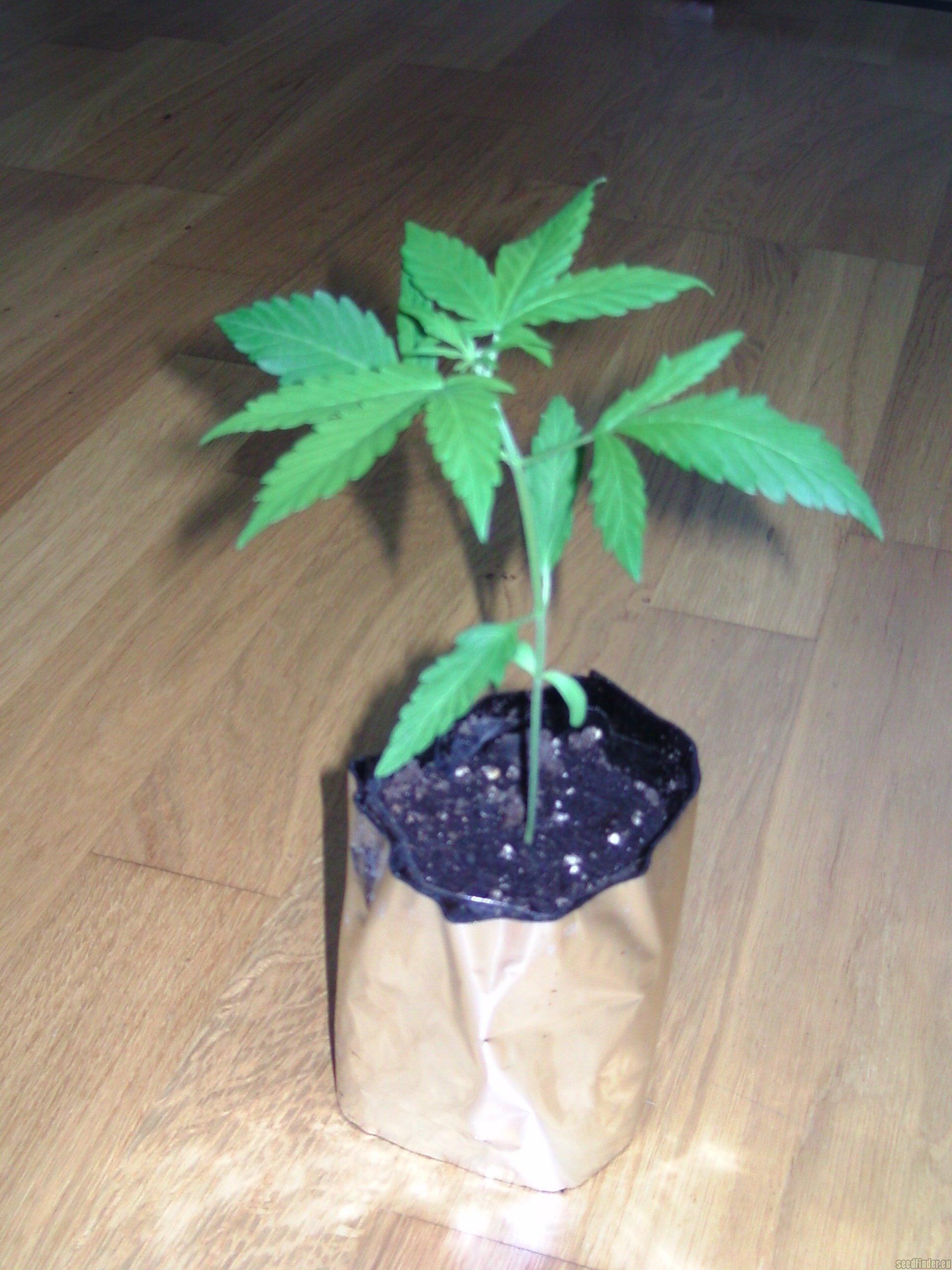 Auto Bomb