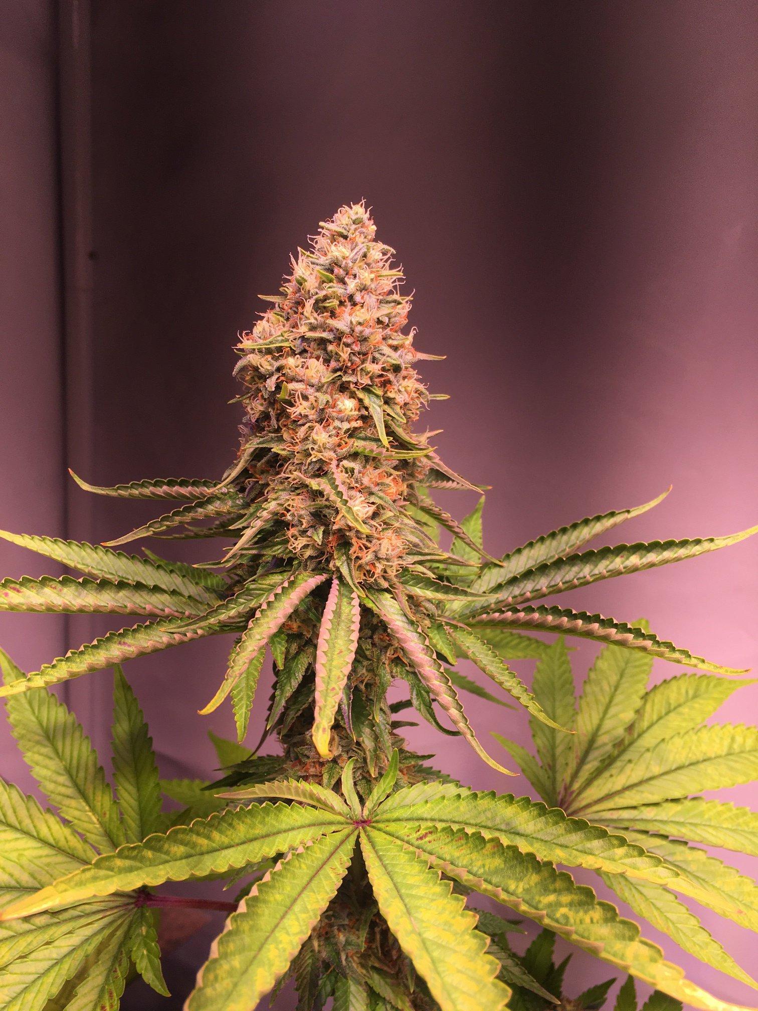 Auto BubbleGum