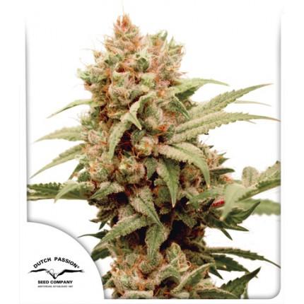 Auto CBG Force
