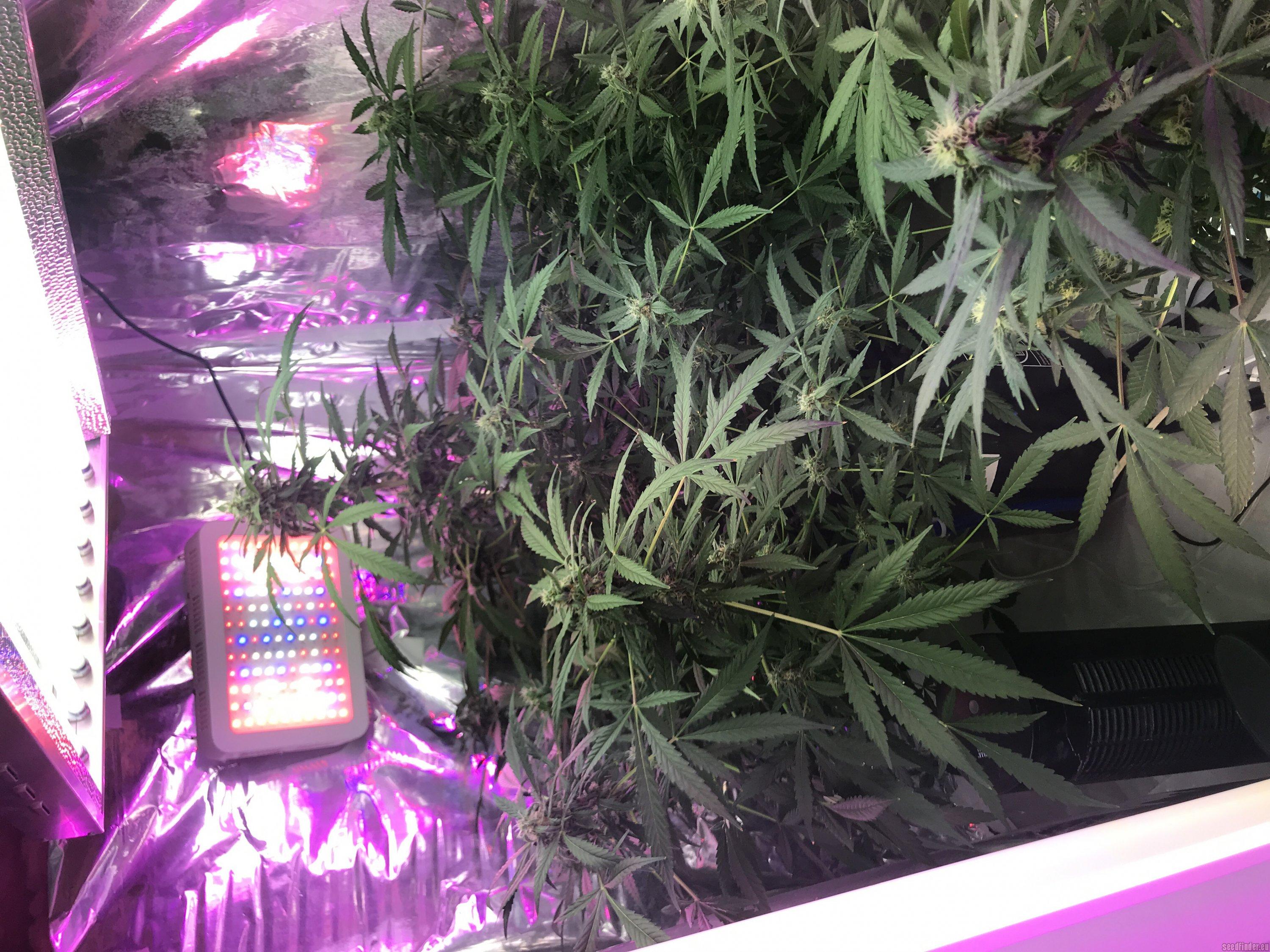 Auto Chemdog