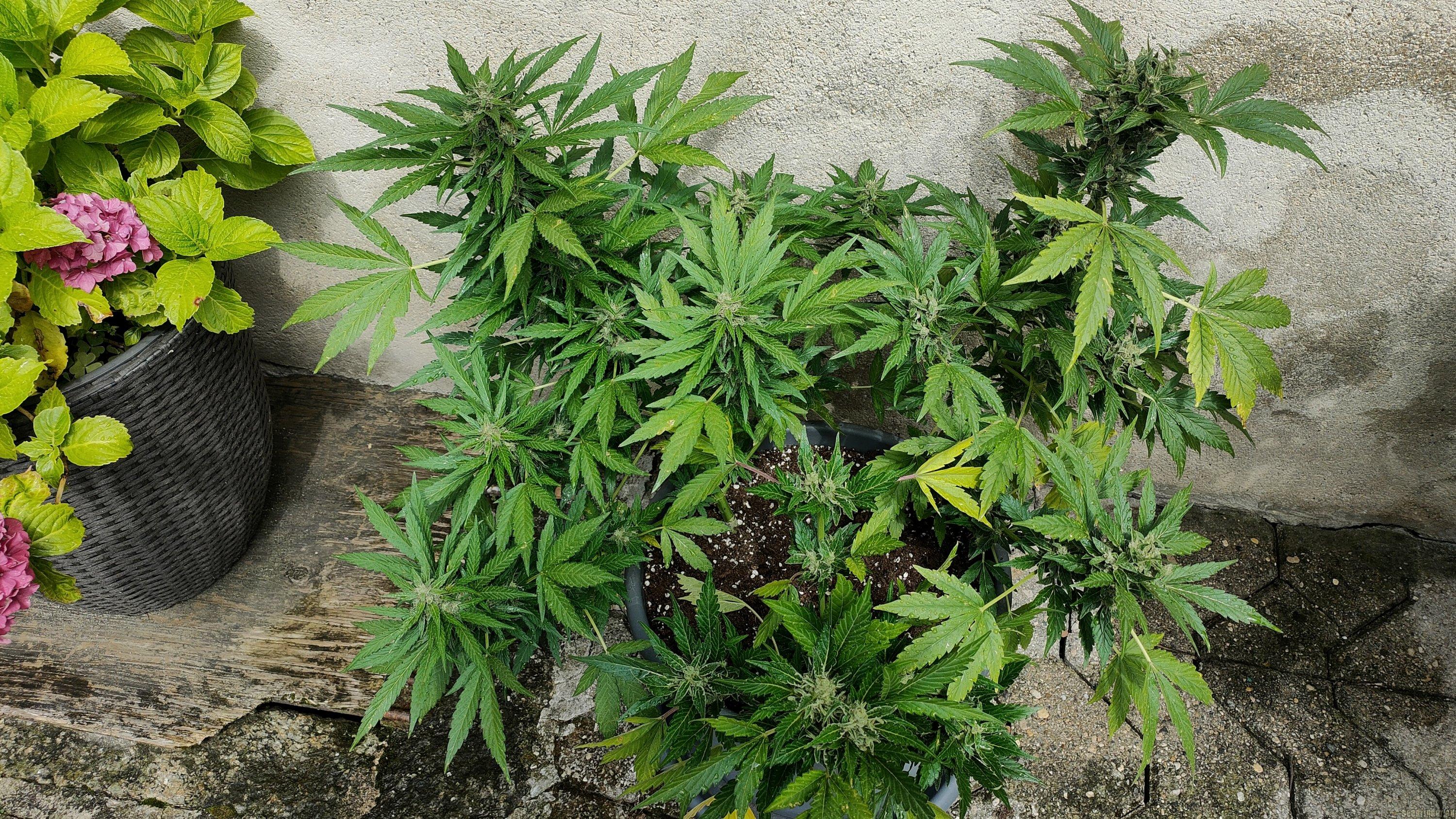 Auto Gelato