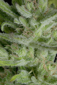 Auto Gelato