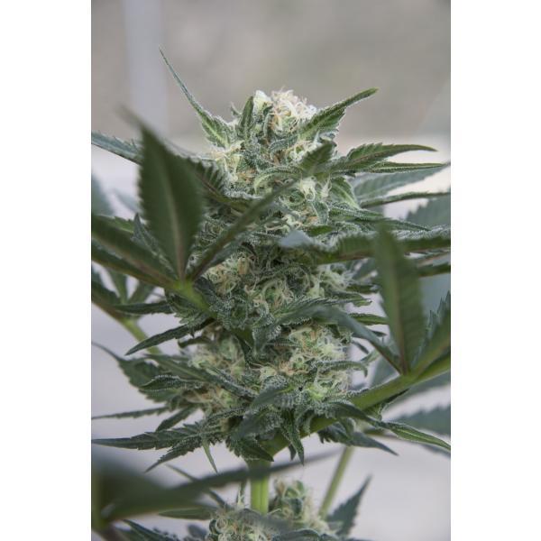 Auto Kush