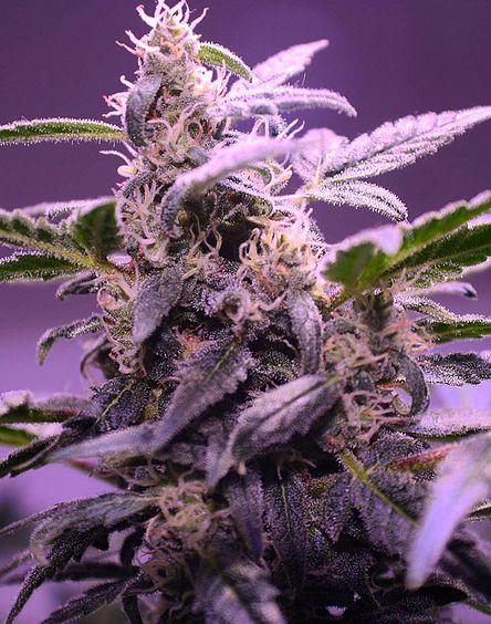 Auto Mendo Mass