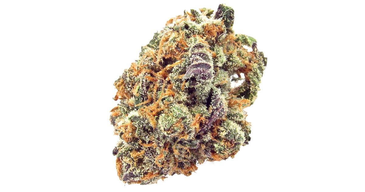 Auto Mimosa