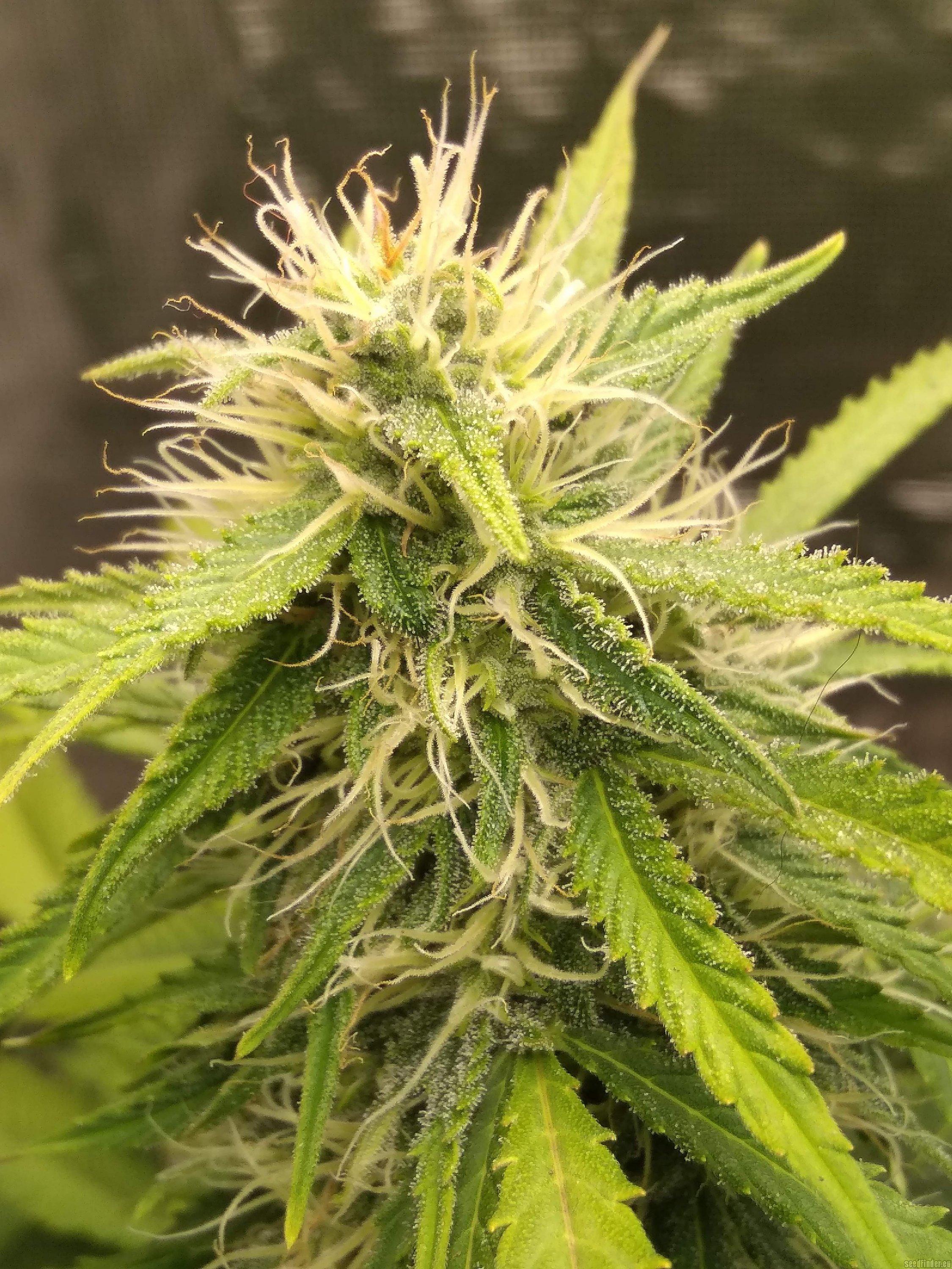 Auto Nova OG