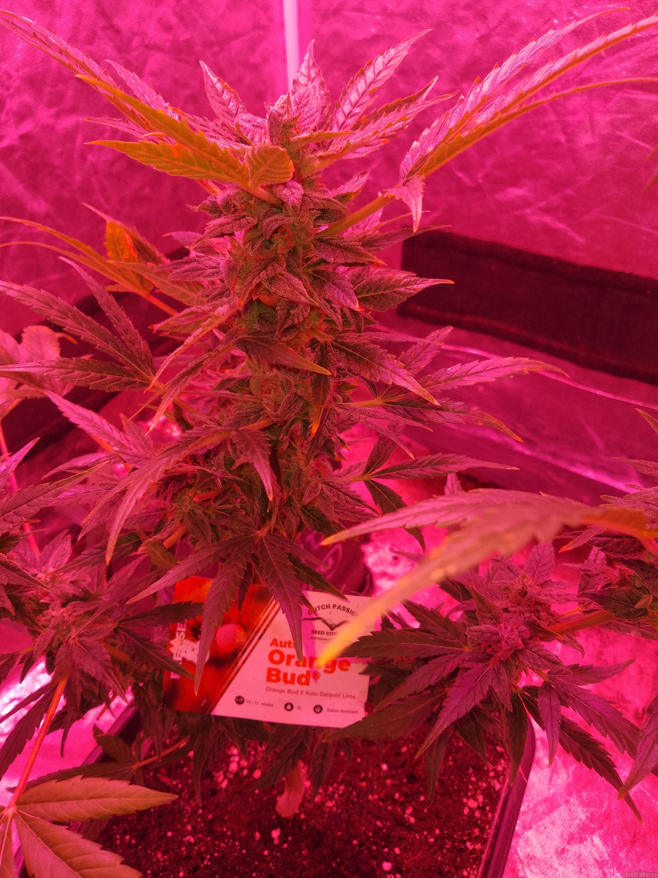 Auto Orange Bud