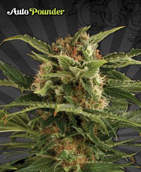 Auto Pounder
