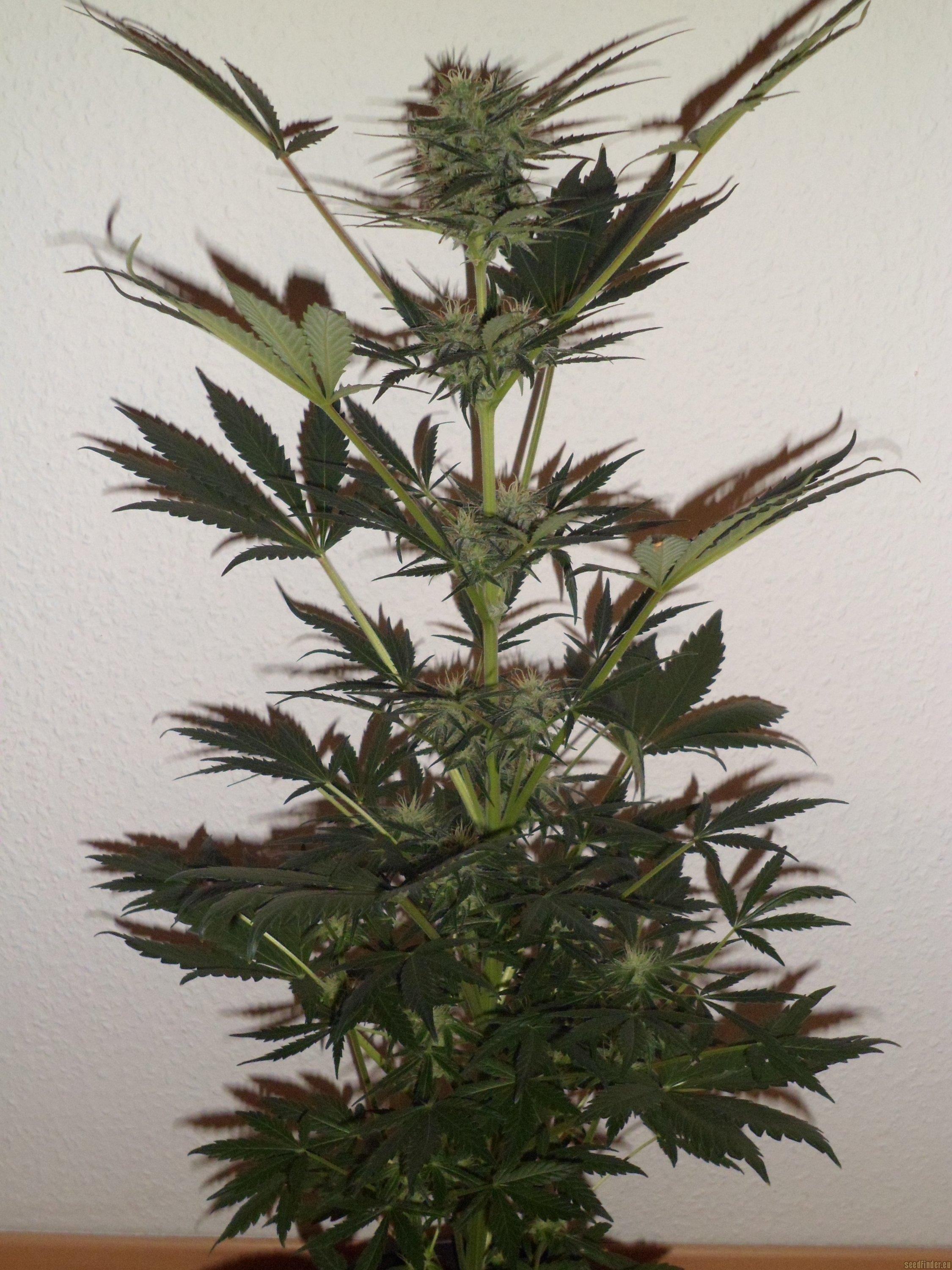 Auto Purple