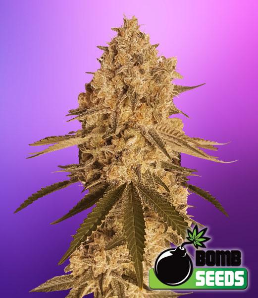 Baked Bomb