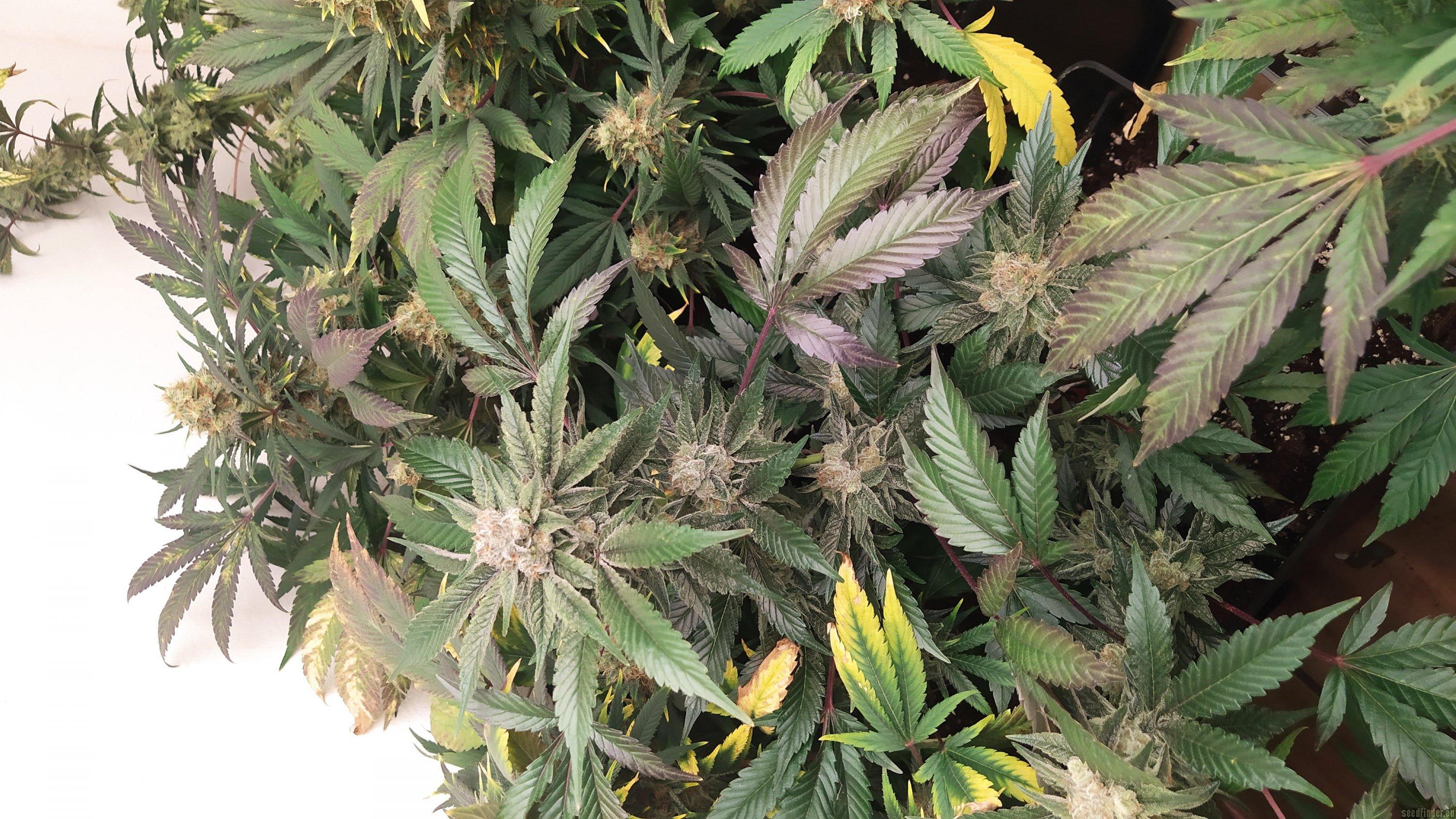 Banana Blaze